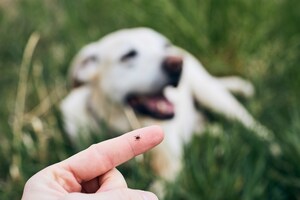 Seasonal Allergy Surges, Holiday-Linked Pet Health Spikes, and Rising Care Costs Shape Q3 Pet Health Trends
