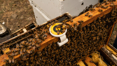 BeeHero's In-Hive sensor monitors colony strength to optimize pollination and help growers maximize crop potential. BeeHero's In-Hive sensor monitors colony strength to optimize pollination and help growers maximize crop potential.