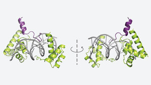 Shapeshifting cancers' masters, unmasked