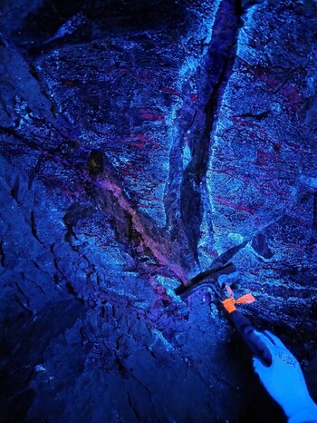 Photo 3: Scheelite (CaWO4) mineralization fluorescing under short wave UV in the Mactung Adit. (CNW Group/Fireweed Metals Corp.)