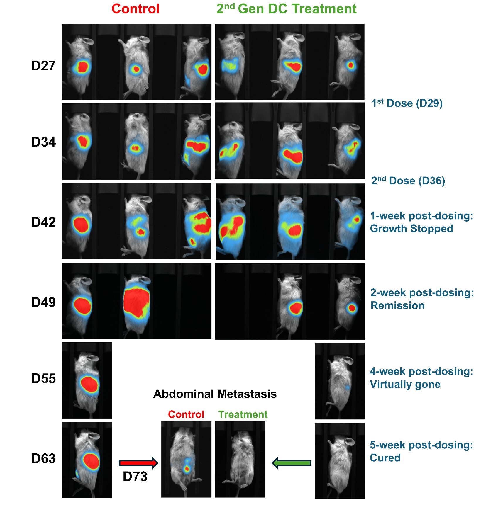 Lunai Bioworks Secures First Licensing LOI Following Landmark Breakthrough Showing Complete Tumor Regression in Humanized Cancer Models