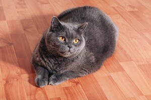 Akston Initiates Clinical Trial of Once-Weekly GLP-1 Weight-Management Therapy for Cats