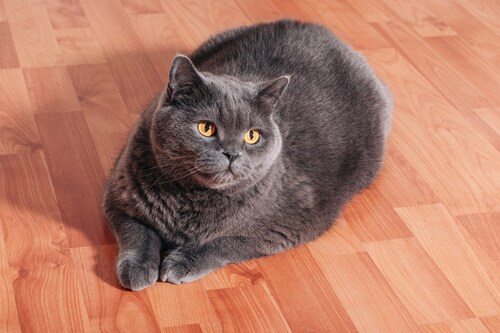 Large gray cat sitting on the floor