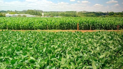 Bayer lança marca Intacta 5+: nova geração de biotecnologia para soja com foco em produtividade, manejo customizado e sustentabilidade Bayer lança marca Intacta 5+: nova geração de biotecnologia para soja com foco em produtividade, manejo customizado e sustentabilidade