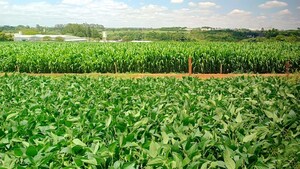 Bayer lança marca Intacta 5+: nova geração de biotecnologia para soja com foco em produtividade, manejo customizado e sustentabilidade