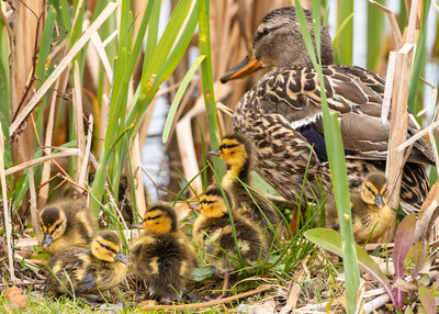 Mallard brood. (CNW Group/Ducks Unlimited Canada)