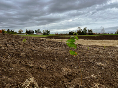 Planting the riparian buffer. (CNW Group/Ducks Unlimited Canada)