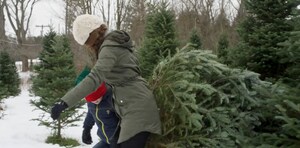 Real Christmas Tree Supply is Strong and Plentiful Nationwide