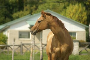 Synthèse de la journée de réflexion portant sur la filière équine de l'ITAQ