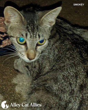 Alley Cat Allies Offers $10,000 Reward for Prosecution and Conviction in the Case of a Cat Shot with a Blowgun Dart in San Antonio