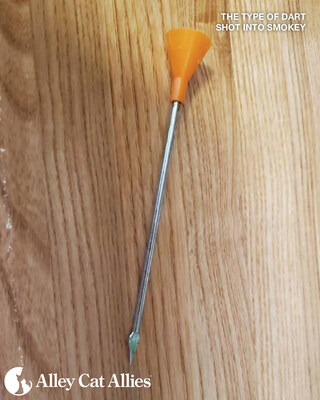 Alley Cat Allies, offering $10,000 Reward, for information leading to prosecution and conviction of person who shot Smokey, a brown tabby cat, with a blowgun dart (shown above) .