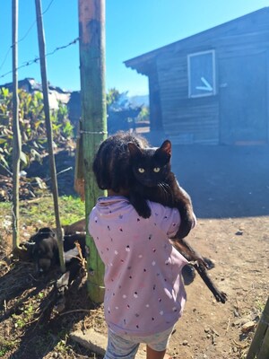 Sterilized cat, marked by a tipped ear, in a rural farming town in Western Cape Province, South Africa Sterilized cat, marked by a tipped ear, in a rural farming town in Western Cape Province, South Africa