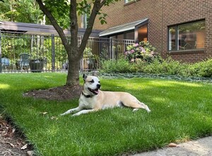 The TurfMutt Foundation Unleashes 2026 Backyarding Trends