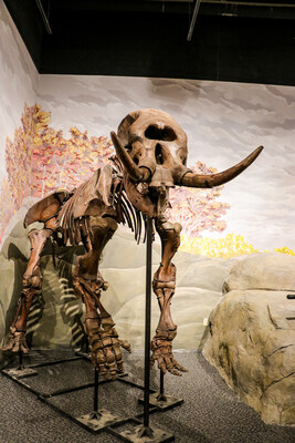 Meet the Mastodon: A Rare Discovery 12,000 Years in the Making Comes to Thanksgiving Point