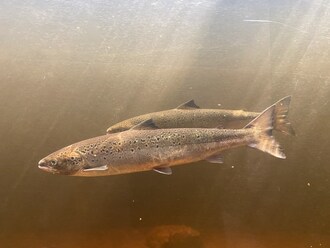 Atlantic Salmon &#169; Photo 555838239 by v_moss iNaturalist Canada. Licensed under CC BY-NC 4.0 (CNW Group/Committee on the Status of Endangered Wildlife in Canada)