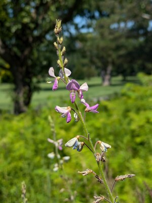 Illinois Tick-trefoil © Patrick Deacon (CNW Group/Committee on the Status of Endangered Wildlife in Canada) Illinois Tick-trefoil © Patrick Deacon (CNW Group/Committee on the Status of Endangered Wildlife in Canada)