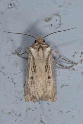 Sable Island Cutworm Moth © John Klymko (CNW Group/Committee on the Status of Endangered Wildlife in Canada) Sable Island Cutworm Moth © John Klymko (CNW Group/Committee on the Status of Endangered Wildlife in Canada)