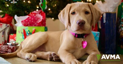 While a puppy under the tree looks adorable, the AVMA cautions against gifting pets as surprises, emphasizing they are long-term commitments. For more tips, visit AVMA.org/holiday While a puppy under the tree looks adorable, the AVMA cautions against gifting pets as surprises, emphasizing they are long-term commitments. For more tips, visit AVMA.org/holiday