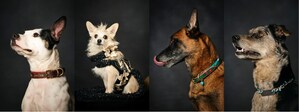 Collars for Cause™ presented by Fetch Pet Breaks Auction Records, Raising Thousands for Pets in Need