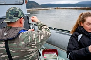 Steller sea lion rescued from life-threatening entanglement in Cowichan Bay, B.C.