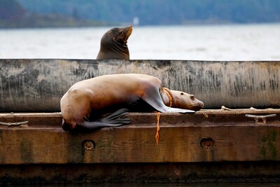 Steller sea lion rescued from life-threatening entanglement in Cowichan Bay, B.C. (CNW Group/Vancouver Aquarium)