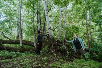 Shinrin-yoku (Forest Bathing) with a local nature guide