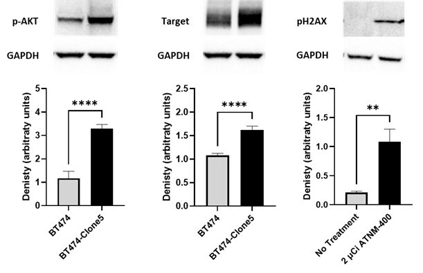Mechanistic Evidence of Irreversible DNA Damage