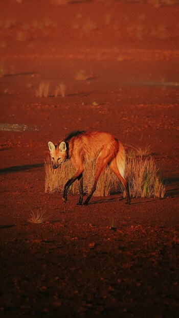 Pousada Trijunção - Photo: Fe Albori