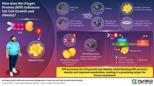 Researchers identify RFP as a fundamental molecule that plays a critical role in fat cell generation and affects the storage of fat within the adipose tissues, highlighting its therapeutic potential for obesity management and metabolic disorders.