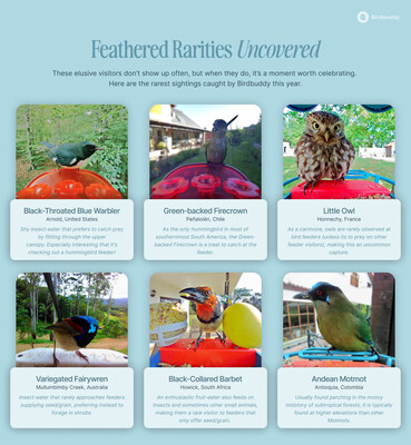 Rare Bird Sightings Rare Bird Sightings