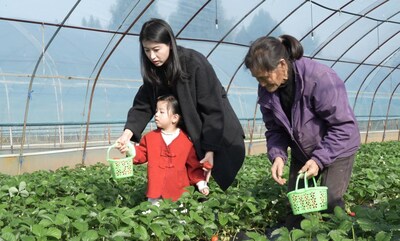 Tourists enjoy the fun of strawberry picking at a farm in Cangxi county. Tourists enjoy the fun of strawberry picking at a farm in Cangxi county.