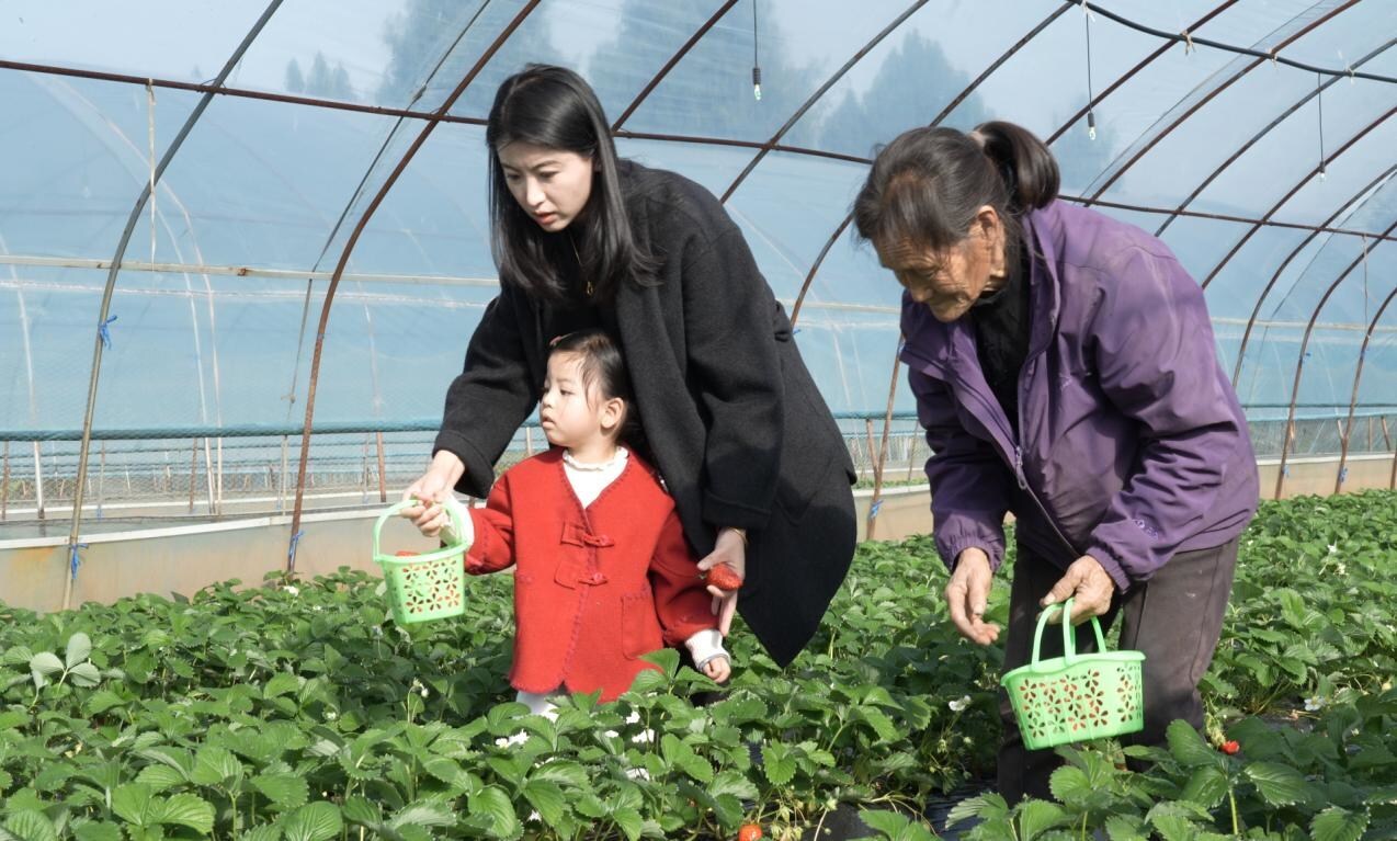 Sweet winter days in Cangxi: strawberry picking & scenic check-ins await