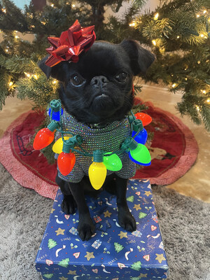 Happy Holidays from Jett @monkeydogjett Happy Holidays from Jett @monkeydogjett