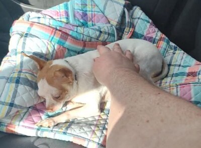 After he nibbled on a block of rat poison, Bubba's family tried using hydrogen peroxide to treat him at home, but only did more damage. Fortunately, they called the toxicology experts at Pet Poison Helpline, who advised them to take Bubba in for immediate veterinary treatment.