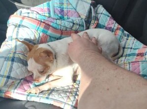 Don't Let Rat Poison Be Your Pet's Holiday Present