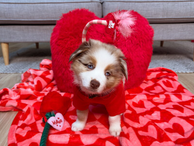 For pets in their lover era, the exclusive Valentine’s Day collection serves up returning bestsellers such as the rose rope toy and new adorable finds, including a “kiss me” hoodie (for dogs and cats, plus small animals!) and accessory, heart throw blanket and heart-shaped plush bed.