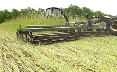 Roll-crimping cereal rye before planting creates a thick mat of residue to suppress weeds and feed the soil later in the season. Photo by Claudio Rubione, GROW.