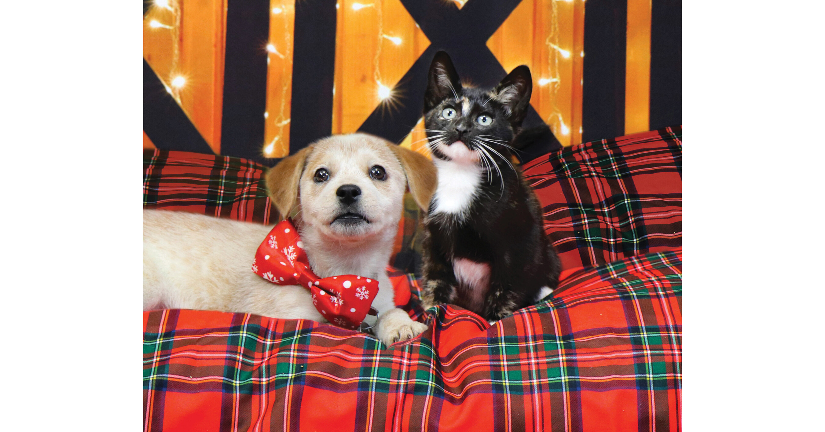 HELPFUL HOLIDAY HINTS AND NEW YEAR GOALS TO ENRICH THE LIVES AND WELL-BEING OF FAMILIES & THEIR BELOVED PETS