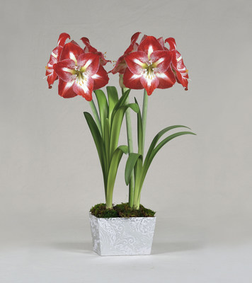 A blooming duo of Grand Trumpet Minerva Amaryllis