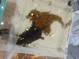 Managing the Exotic Pet Trade to Reduce Ecological and Social Risks