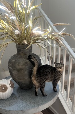 Doja apparently learned nothing from living with a veterinarian and decided to investigate several potentially poisonous houseplants. The veterinarian decided to call the toxicology experts.