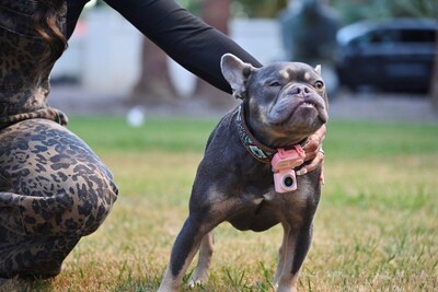 PetPogo — Safety, Wellness, Emotional Connection