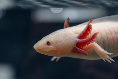 The Vancouver Aquarium is thrilled to announce the launch of a new permanent exhibit, Amazing Axolotls, opens on Sunday, January 11. (CNW Group/Vancouver Aquarium)
