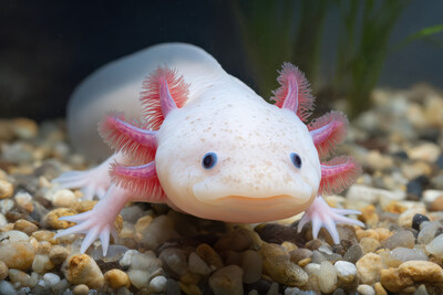 The Vancouver Aquarium is thrilled to announce the launch of a new permanent exhibit, Amazing Axolotls, opens on Sunday, January 11. (CNW Group/Vancouver Aquarium)