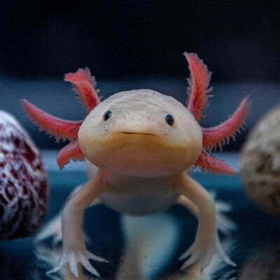 The Vancouver Aquarium is thrilled to announce the launch of a new permanent exhibit, Amazing Axolotls, opens on Sunday, January 11. (CNW Group/Vancouver Aquarium)