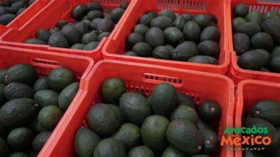 Avocados From Mexico® Projects Record-Breaking 2.5 Billion Pounds of Avocado Imports for the 2025-2026 Season Avocados From Mexico® Projects Record-Breaking 2.5 Billion Pounds of Avocado Imports for the 2025-2026 Season
