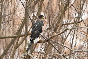 The New Michigan Landscape: How Oakland County is Ending the "Nature Deficit" by Sharing How Communities Can Protect Birds, Heal Habitats, and Thrive