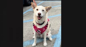 The National Police Association Endorses the Providing Emotional Assistance with Relief and Love (PEARL) Act