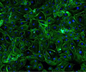 Debut Unveils Biotech Active Delivering In-Office Skin Tightening Results in Topical Skincare