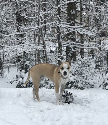 “For dog, there’s really no such thing as a bad season, only bad preparation,” says Kris Kiser, President & CEO of the TurfMutt Foundation. “Mulligan the TurfMutt gets so excited about the first snow, and her enthusiasm is contagious. We know that getting outside is important for our mental and physical health year-round, but we must be vigilant to ensure our pets stay safe.”